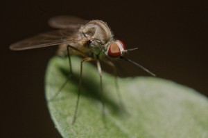 Arivera - mosquito