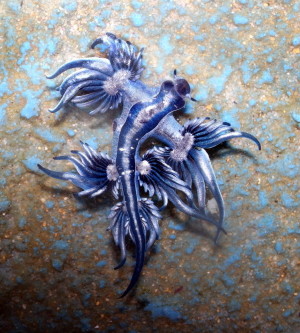 Sylke Rohrlach – Blue dragon